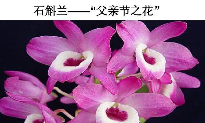 白石斛兰花语（白石斛兰的五种花语解读）