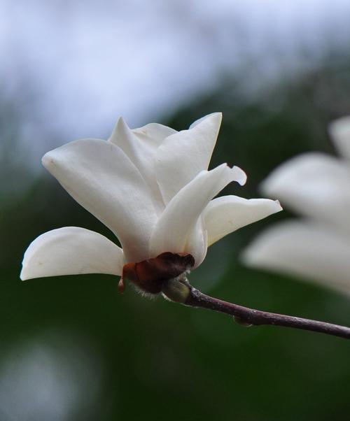 白玉兰花的花语与寓意（探秘白玉兰的意义与象征）