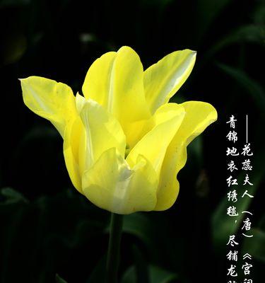 白郁金香花语之纯洁与美丽（探寻白郁金香花语的深层意义）