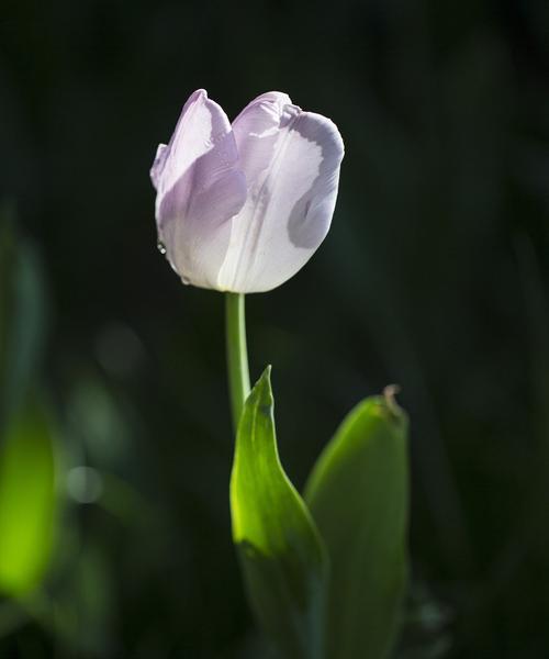 白郁金香花语的深刻内涵（探索白郁金香的象征意义和传达情感的能力）