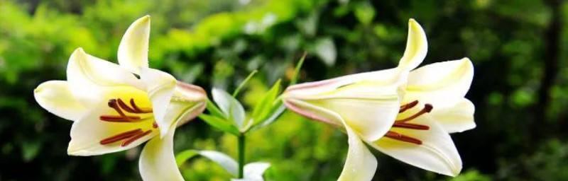 百合花的传说与花语（花开寓意美好）