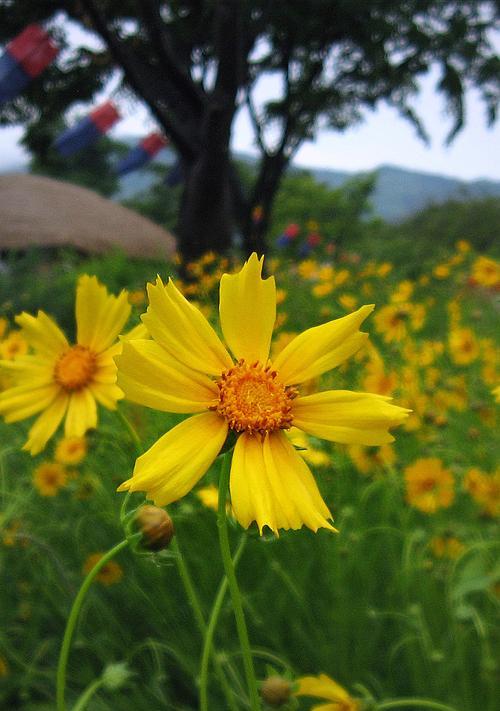 北京夏菊花语——盛夏中的灵魂之花（探寻夏菊花语的深意）