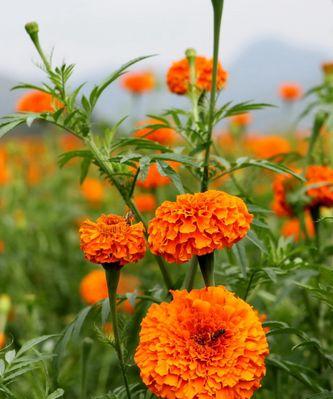 不同月份菊花花语大揭秘（一年之中）