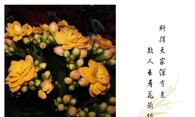 长寿花的花语大揭秘（以长寿花为主题的花语及其寓意）