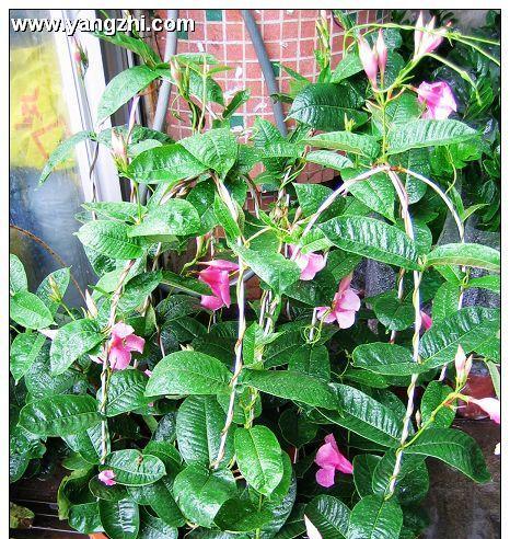 飘香藤开花时间及特点（了解飘香藤的花期和花朵特征）