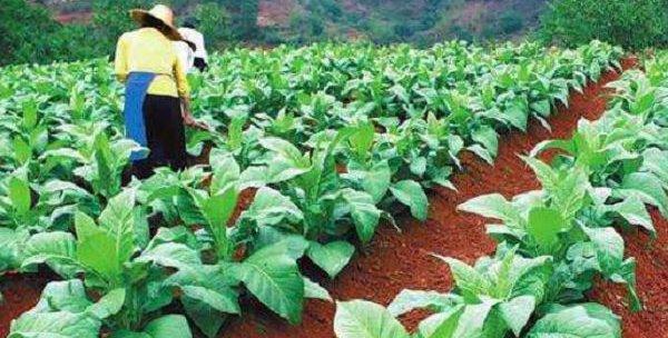 贫瘠土地的农作物种植技巧（如何利用贫瘠土地实现高效种植）