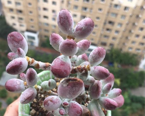 乒乓福娘淋雨能否“生死不渝”（探寻乒乓福娘是否能承受大自然的考验）