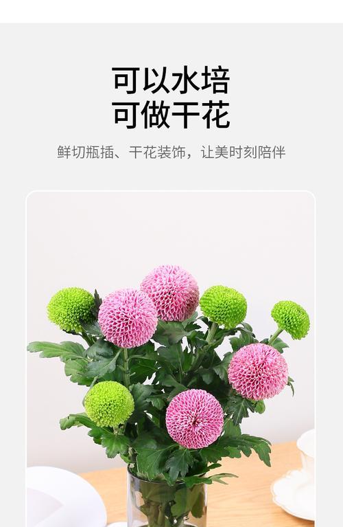 乒乓菊的种植技巧与注意事项（地栽乒乓菊）