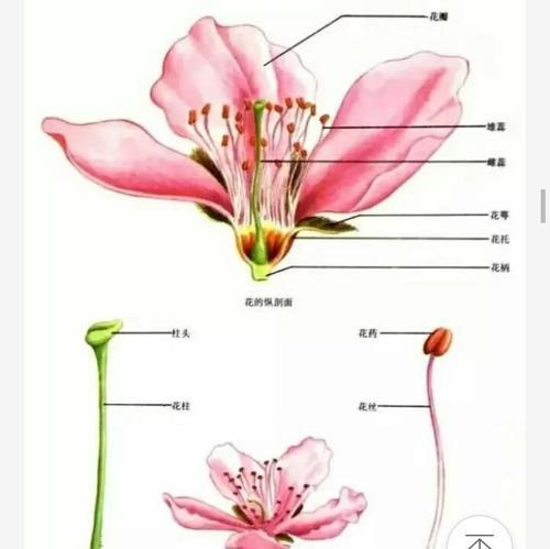 乒乓菊的阳光生长之道（探究乒乓菊的喜阳性质及生长环境）