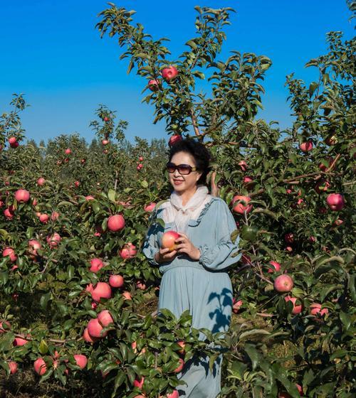 苹果采摘时间和收获季节详解（了解苹果的采摘时间和收获季节）