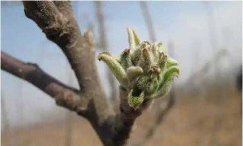 苹果发芽了能吃吗（从营养价值、食用安全等多方面来探讨苹果发芽的食用问题）