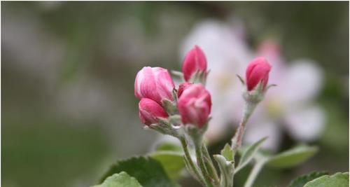 苹果树的花期是什么时候（探究苹果花期的关键时间点与特征）