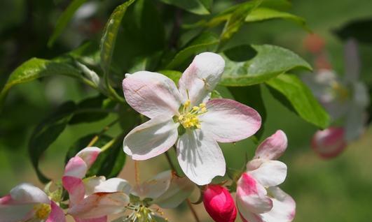 红富士苹果花的神秘颜色（探究红富士苹果花的花色特征）