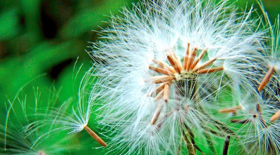 苹果的种子传播方式（探究苹果种子的传播途径及特点）