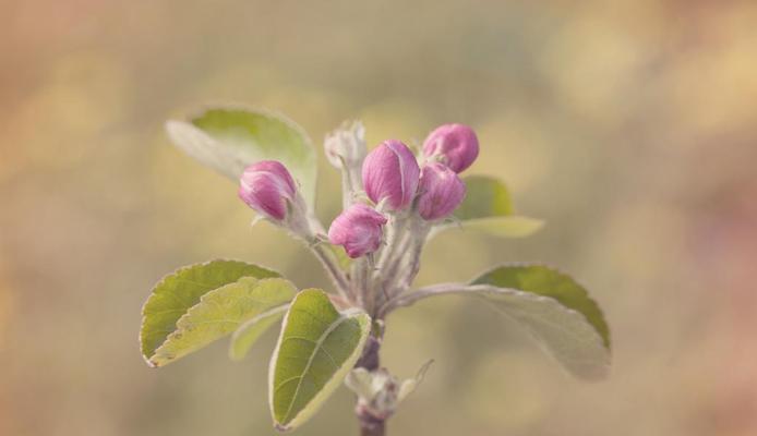 苹果树的开花和结果时间（了解苹果树的生长周期）