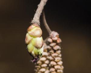 苹果雌雄同株的真相（探究苹果树的性别特征与繁殖方式）