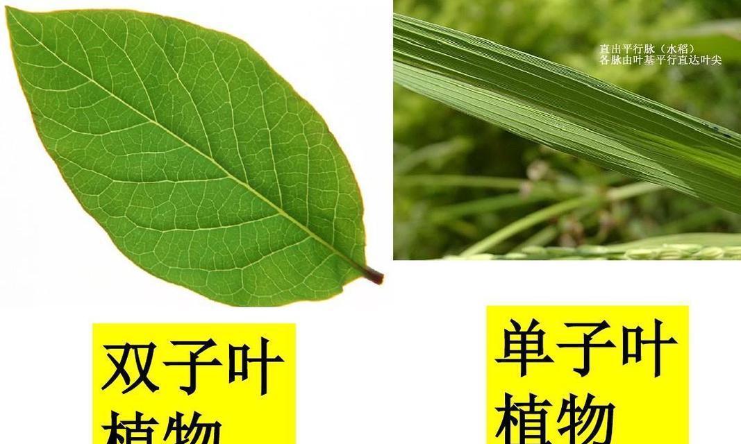 苹果不是单子叶植物（探究苹果的植物学特征与分类）