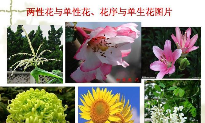 苹果的花序类型——伞状花序（探寻苹果的花朵之美）