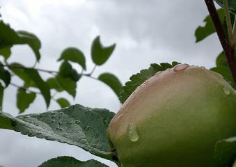 苹果的味道到底是什么（探究苹果的独特风味）