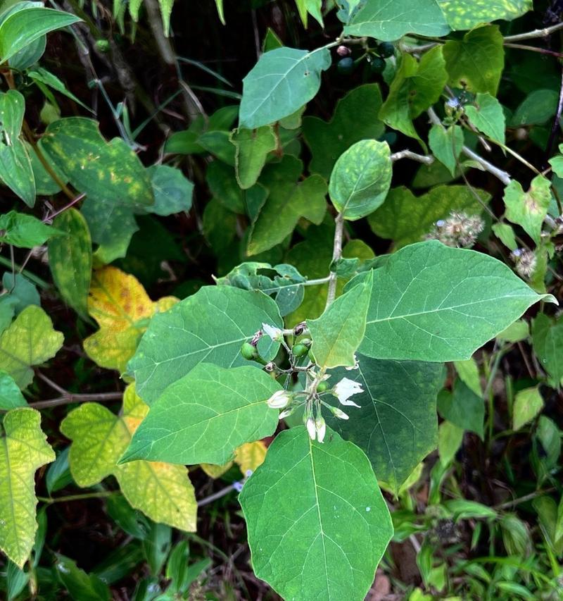 苹果是双子叶植物的探究（探索苹果植物学中的奥秘）