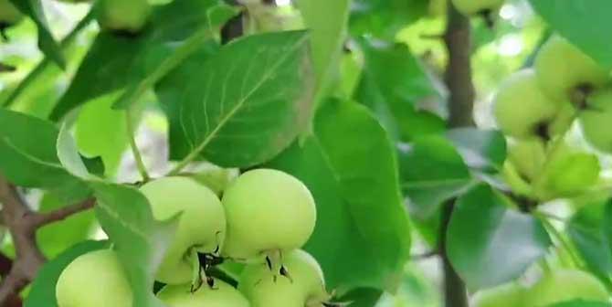 苹果是双子叶植物的探究（探索苹果植物学中的奥秘）