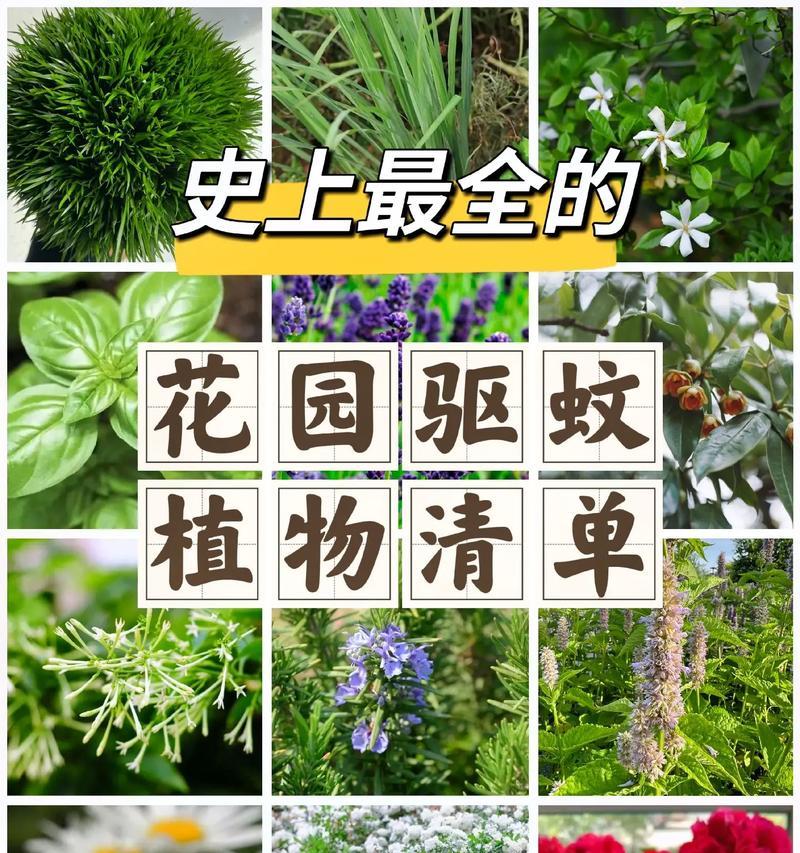 苹果属于哪种植物类型（揭开苹果的真正身份）