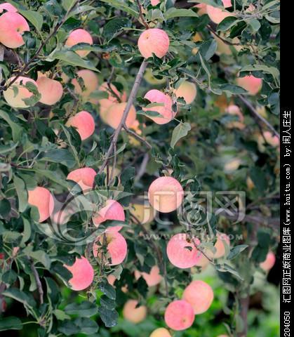 探讨苹果树几年结果的种植技巧（从栽培、施肥到管理）