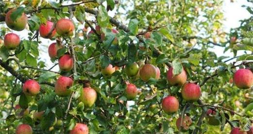 探讨苹果树几年结果的种植技巧（从栽培、施肥到管理）