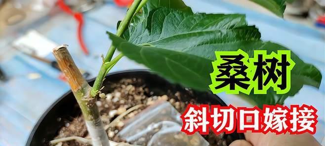 苹果树嫁接时间和方法（了解嫁接时间和技巧）