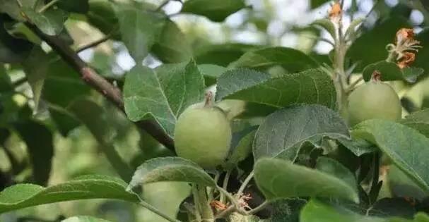 苹果树裂果原因及治理方法（如何避免苹果树果实裂开）