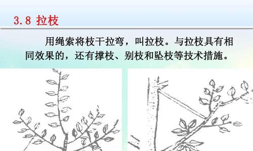 苹果树修剪剪枝指南（时间、方法、注意事项）