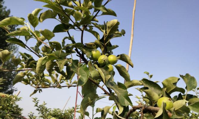 种植苹果树种子的全流程（从选种到收获）