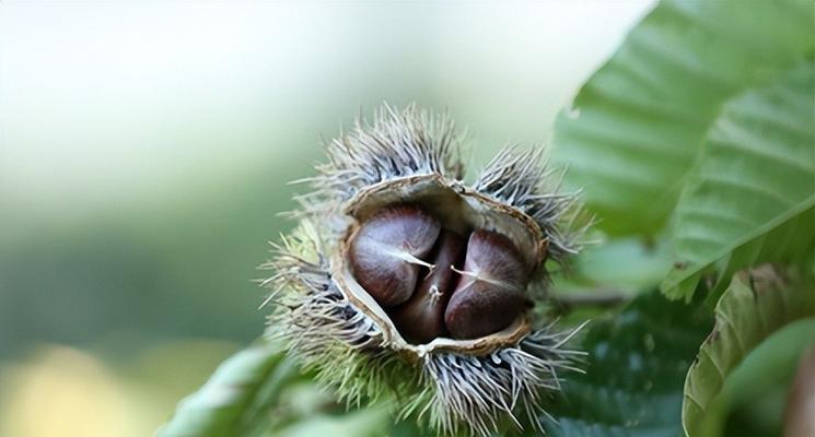 探秘平安豆——一种神奇的植物种子（了解平安豆的来源）