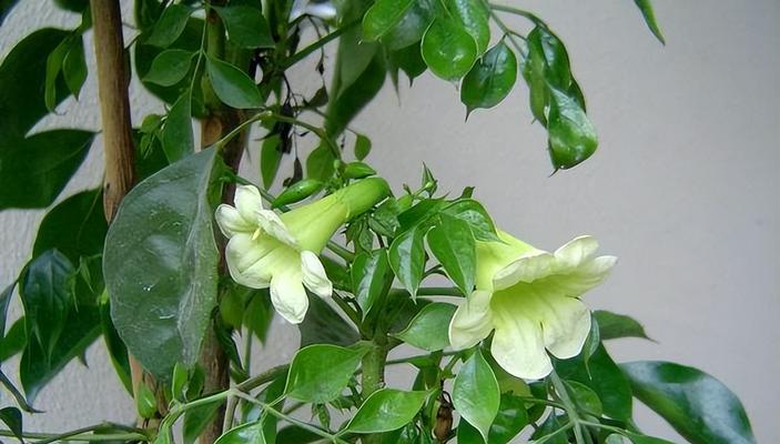 平安树开花的预兆（探秘平安树的花期和开花标志）