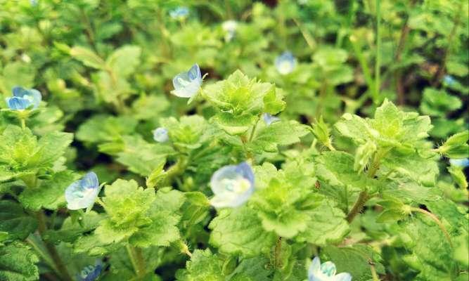 婆婆纳的花期——如何把握观赏时间？