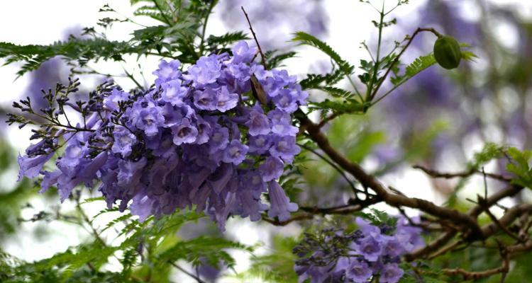 蓝花楹的花语与寓意（探秘蓝花楹的美丽与象征）