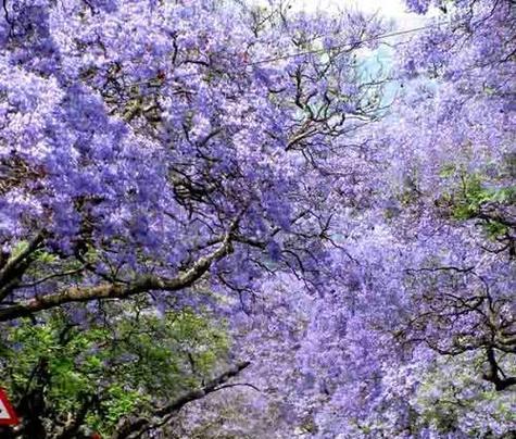 蓝花楹花语与寓意（探究蓝花楹花的花语及象征意义）