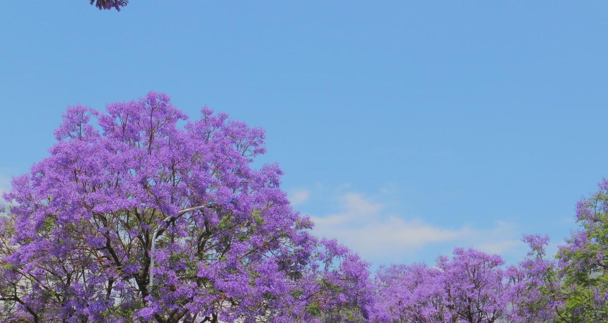 蓝花楹花语与寓意（探究蓝花楹花的花语及象征意义）