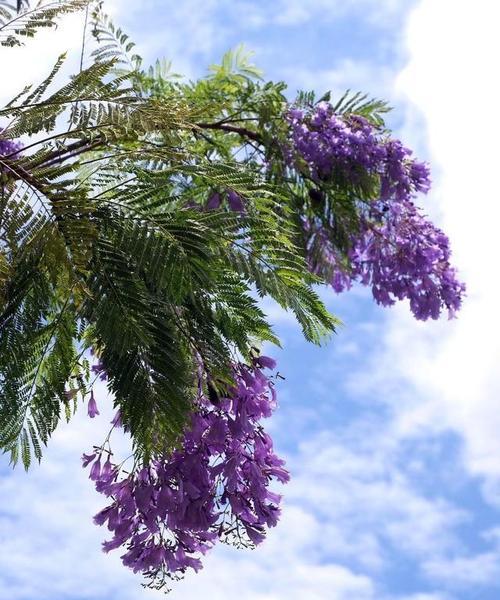 蓝花楹花语与寓意（探究蓝花楹花的花语及象征意义）