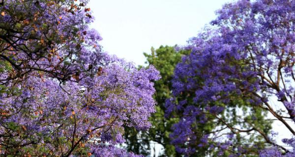 以蓝花楹花语寓意是什么（揭示蓝花楹的深意）