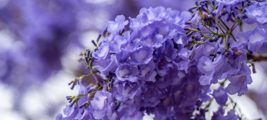 以蓝花楹象征着坚韧生命的力量（蓝花楹的生命之美与奋斗精神）