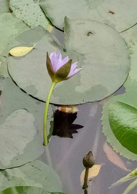 蓝莲花（蓝莲花花语与其象征意义的探索）