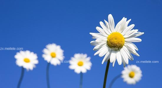 蓝色雏菊的花语与寓意（探寻蓝色雏菊的心灵奇迹）