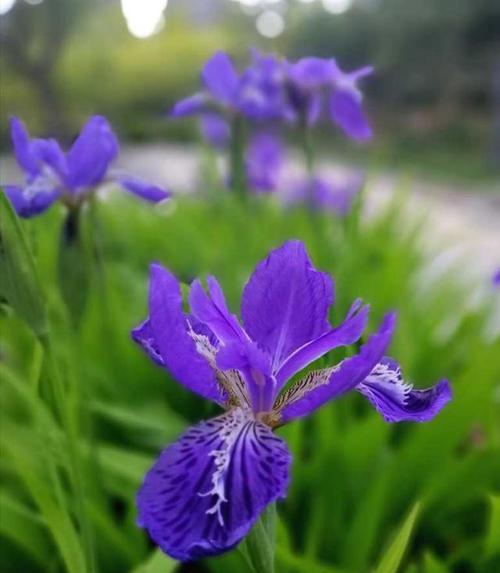 蓝色鸢尾花的花语（探索蓝色鸢尾花的意义与象征）