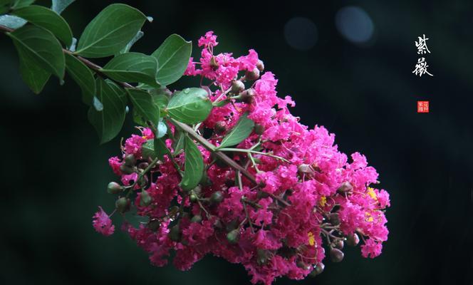 安阳市花紫薇花的象征意义（揭秘安阳紫薇花的美与寓意）