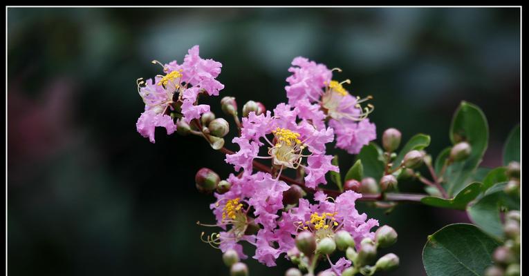 安阳市花紫薇花的象征意义（揭秘安阳紫薇花的美与寓意）