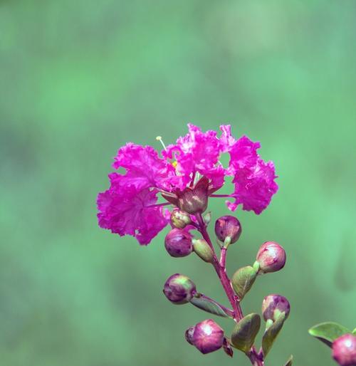 安阳市花紫薇花的象征意义（揭秘安阳紫薇花的美与寓意）