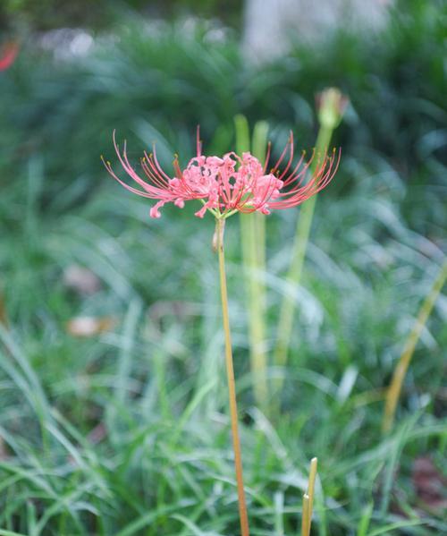 白彼岸花——悼念与希望的象征（用花言语传达深情）