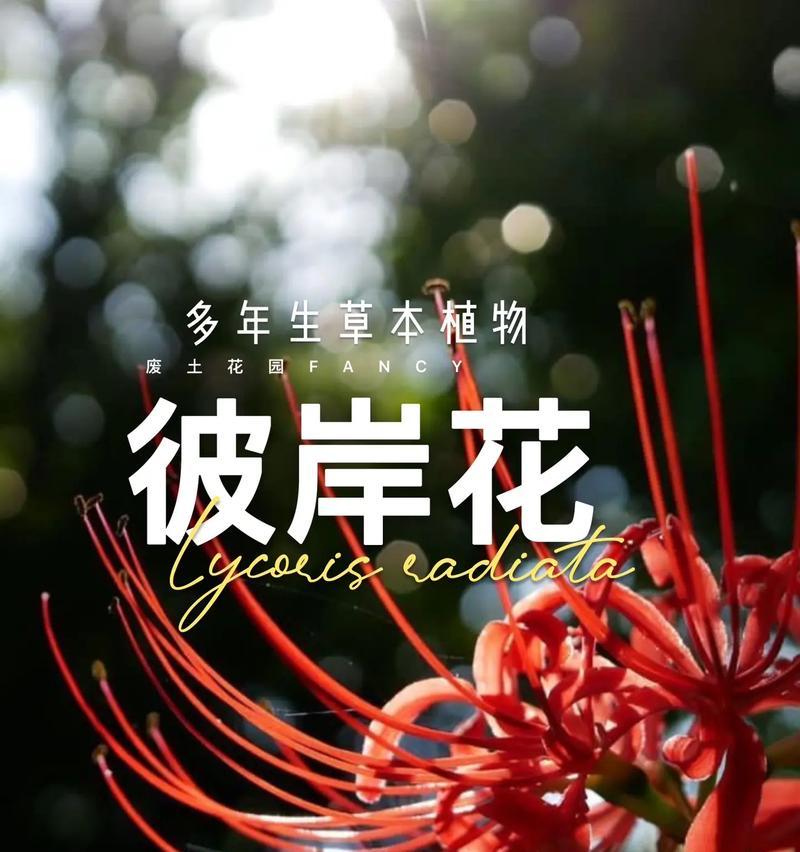 白彼岸花——悼念与希望的象征（用花言语传达深情）