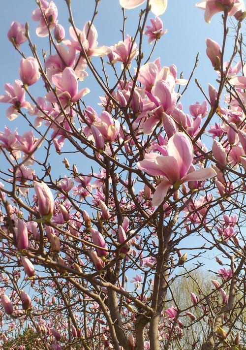 保定市花——牡丹的花语和意义（探寻牡丹花的历史沿革与文化内涵）